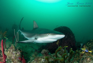 Reef Shark at Guanica, PR. by Juan Torres 